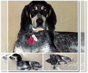 Bluetick Coonhound Dogs for adoption in Ontario, Ontario, Canada
