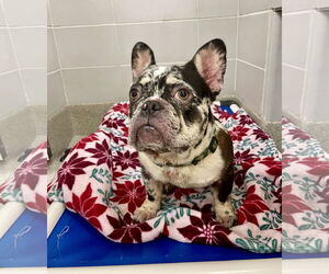 French Bulldog Dogs for adoption in Virginia Beach, VA, USA