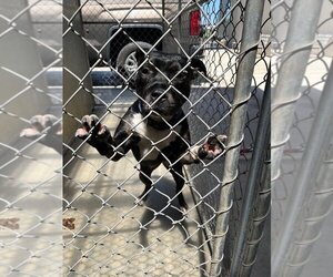 American Staffordshire Terrier Dogs for adoption in La Porte, IN, USA