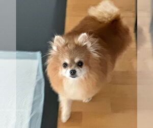 Pomeranian Dogs for adoption in Lebanon, PA, USA