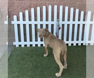 American Staffordshire Terrier-Unknown Mix Dogs for adoption in Modesto, CA, USA
