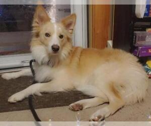 Collie Dogs for adoption in Lockport, NY, USA
