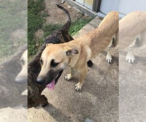 Mastador Dogs for adoption in Stover, MO, USA