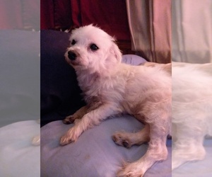 Maltese Dogs for adoption in Boston, MA, USA