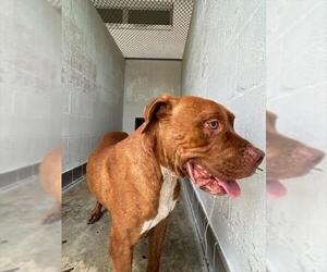 American Bulldog-Unknown Mix Dogs for adoption in Sanford, FL, USA