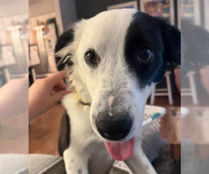 Collie-Unknown Mix Dogs for adoption in Brooklyn Center, MN, USA