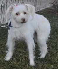 Maltipoo Dogs for adoption in Palo Alto, CA, USA