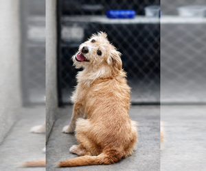 Norfolk Terrier-Unknown Mix Dogs for adoption in San Diego, CA, USA