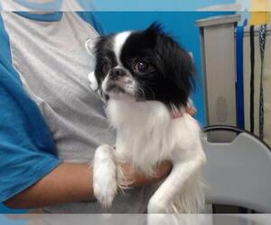 Japanese Chin Dogs for adoption in Houston, TX, USA