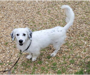 Dachshund-English Setter Mix Dogs for adoption in Lexington Park, MD, USA