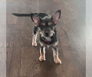 Mutt Dogs for adoption in Omaha, NE, USA