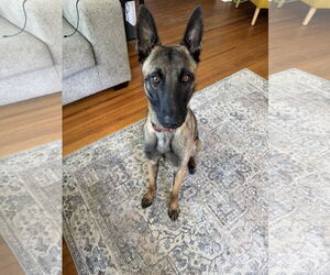 Mutt Dogs for adoption in Stevens Point, WI, USA