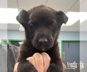 German Shepherd Dog-Unknown Mix Dogs for adoption in Washington, DC, USA