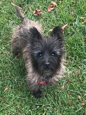 Cairn Terrier Dogs for adoption in Potomac, MD, USA