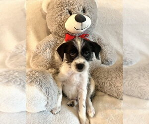 Jack Russell Terrier-Unknown Mix Dogs for adoption in Lakewood, CO, USA