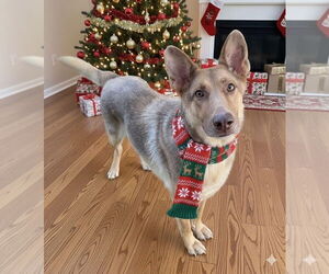 Medium Photo #1 German Shepherd Dog-Unknown Mix Puppy For Sale in Evansville, IN, USA