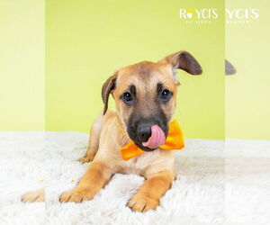 Mutt Dogs for adoption in Sandy, UT, USA