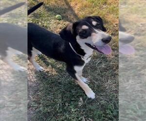 Catahoula Leopard Dog Dogs for adoption in Conroe, TX, USA