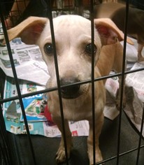 Medium Photo #1 Chihuahua Puppy For Sale in Pembroke, GA, USA
