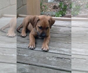 Labrador Retriever-Unknown Mix Dogs for adoption in Newaygo, MI, USA