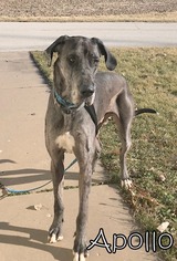 Great Dane Dogs for adoption in Tremont, IL, USA