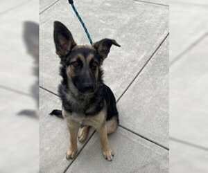 German Shepherd Dog Dogs for adoption in Salinas, CA, USA