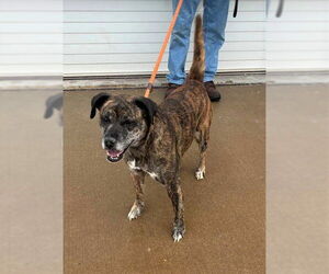 Plott Hound-Unknown Mix Dogs for adoption in Louisville, KY, USA