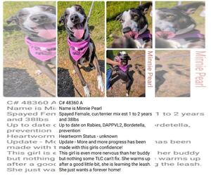 American Pit Bull Terrier-Catahoula Leopard Dog Mix Dogs for adoption in New Orleans, LA, USA