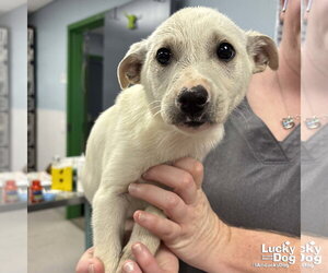Australian Shepherd-Unknown Mix Dogs for adoption in Washington, DC, USA