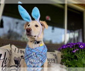 Retriever -Unknown Mix Dogs for adoption in Sandy, UT, USA