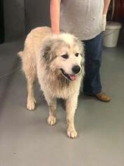 Great Pyrenees Dogs for adoption in Centreville, VA, USA