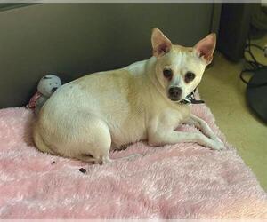 Chihuahua Dogs for adoption in Chula Vista, CA, USA