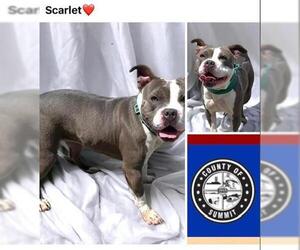Staffordshire Bull Terrier Dogs for adoption in Akron, OH, USA