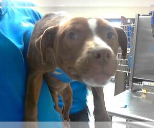 American Pit Bull Terrier-Unknown Mix Dogs for adoption in Fayetteville, NC, USA
