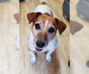 Jack Russell Terrier Dogs for adoption in Walnutport, PA, USA