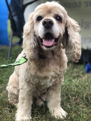 Cocker Spaniel Dogs for adoption in Forest, VA, USA