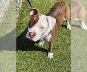 American Pit Bull Terrier Dogs for adoption in Fayetteville, NC, USA