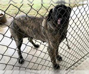 Mastiff Dogs for adoption in Springfield, MA, USA