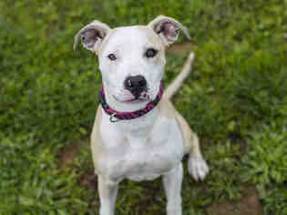 Small American Pit Bull Terrier