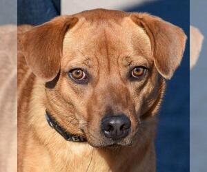 Golden Retriever-Unknown Mix Dogs for adoption in Huntley, IL, USA