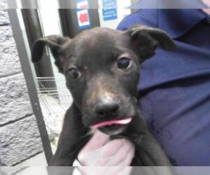 American Pit Bull Terrier-Unknown Mix Dogs for adoption in Tulsa, OK, USA