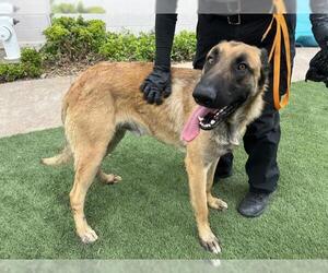 German Shepherd Dog-Unknown Mix Dogs for adoption in Corona, CA, USA