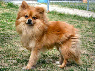 Pomeranian Dogs for adoption in West Valley, UT, USA