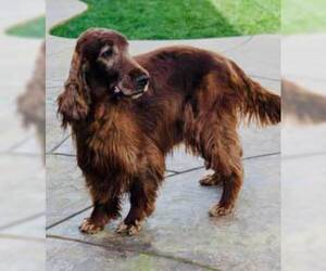 Irish Setter Dogs for adoption in Lafayette, CA, USA