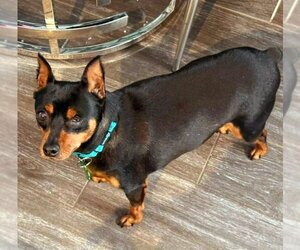 Miniature Pinscher Dogs for adoption in Caribou, ME, USA