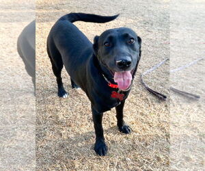 Labrador Retriever-Unknown Mix Dogs for adoption in San Diego, CA, USA