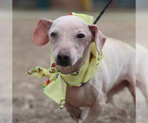 Chihuahua Dogs for adoption in San Antonio, TX, USA