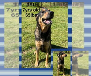 Mutt Dogs for adoption in Woodbury, NY, USA