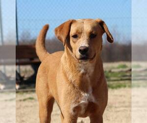Medium Photo #1 Labrador Retriever-Unknown Mix Puppy For Sale in Tunica, MS, USA