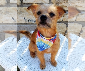 Cairwich Terrier Dogs for adoption in McKinney, TX, USA